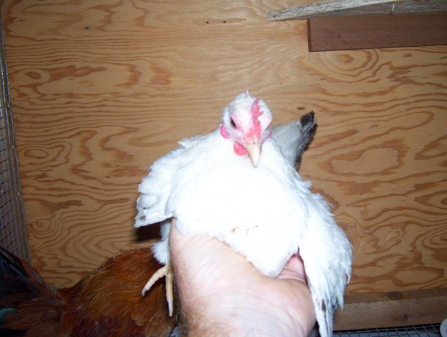 15765_vadim_marin_and_chickens_013.jpg
