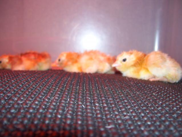 15765_warm_fuzzies_001.jpg