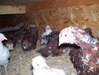 15765_white_orloffs_001.jpg