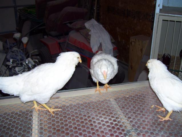 15765_white_orloffs_012.jpg