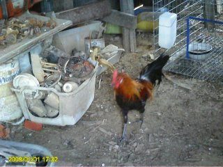15806_charlie2.jpg