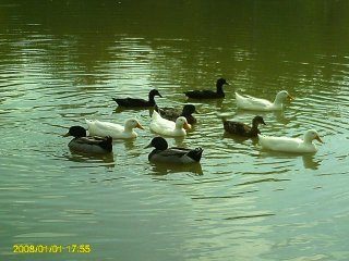15806_ducks.jpg