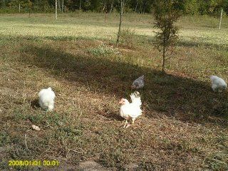 15806_free_ranging.jpg