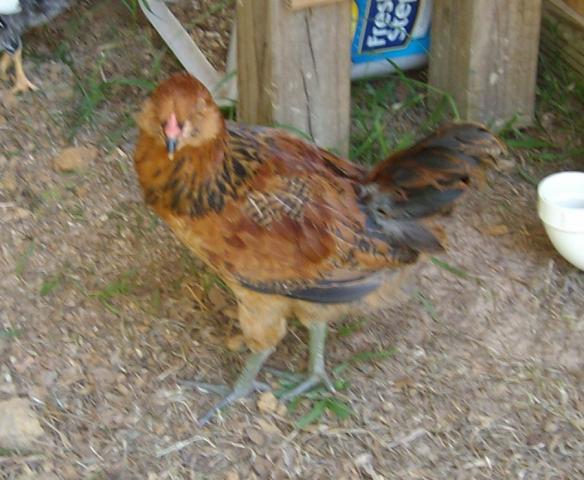 15810_roo2.jpg