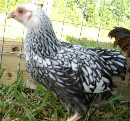 15810_speckles1.jpg