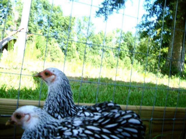 15810_speckles12.jpg