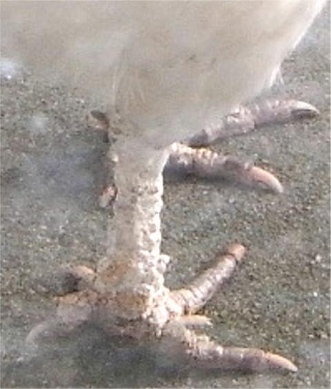 15813_foot1.jpg
