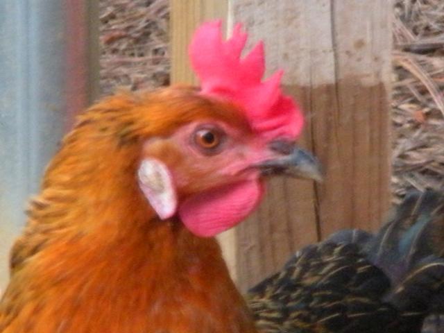 15837_dscn1173.jpg