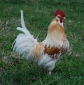 15838_chickens_00063.jpg