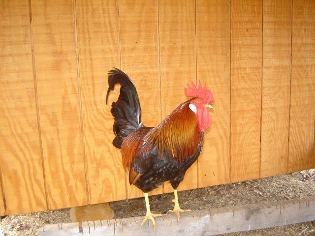 15850_elvis1.jpg