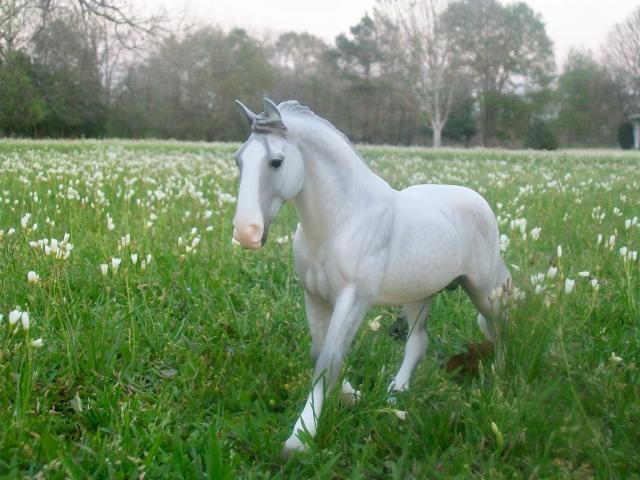 15858_breyer_photo_shoot_011.jpg