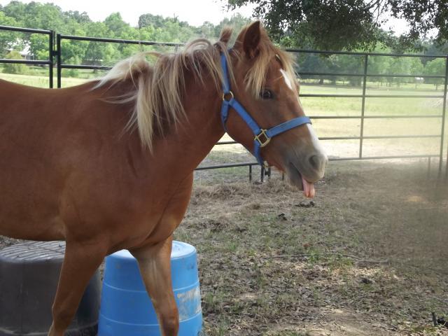 15858_horsies_002.jpg