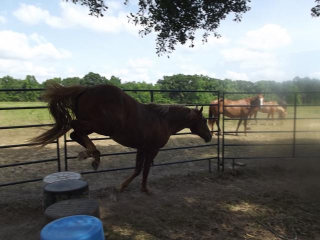 15858_horsies_016.jpg