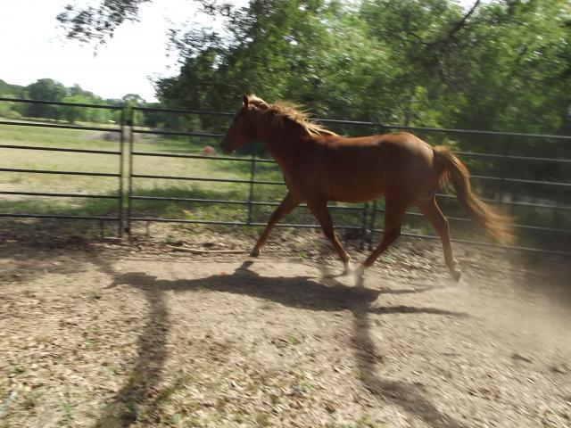 15858_horsies_021.jpg