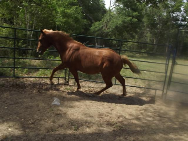 15858_horsies_023.jpg
