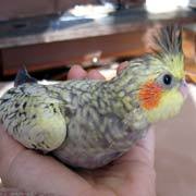 15858_mycockatiel.jpg