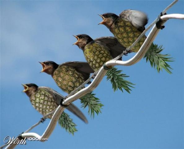 15861_birdies.jpg