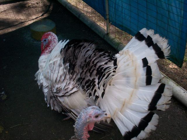 15863_09-29-09_120.jpg