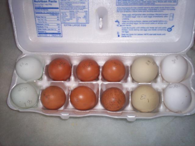 15863_cuckoo_marans_eggs_006.jpg