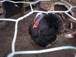 15863_new_pics_hens_roosters_008.jpg