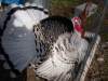 15863_new_pics_hens_roosters_015.jpg