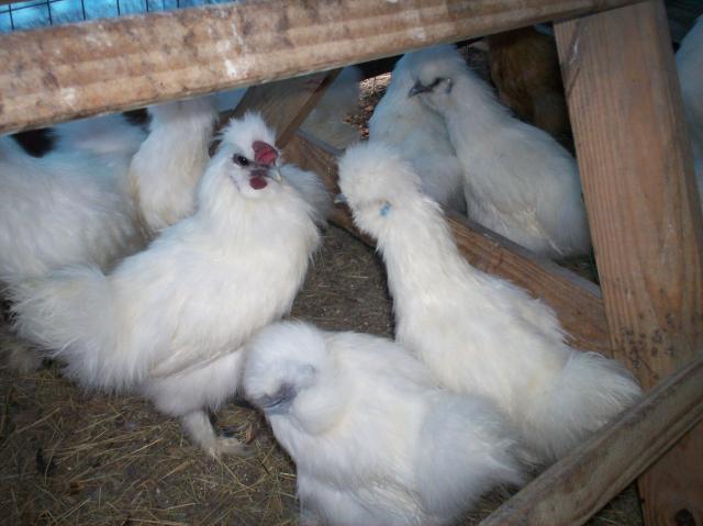 15863_new_pics_hens_roosters_035.jpg