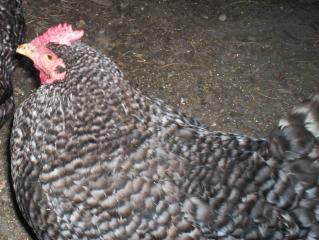 15863_new_pics_hens_roosters_045.jpg