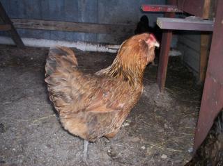 15863_new_pics_hens_roosters_055.jpg
