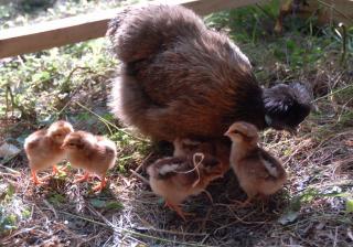 15867_mama_roxie_and_chicks3.jpg