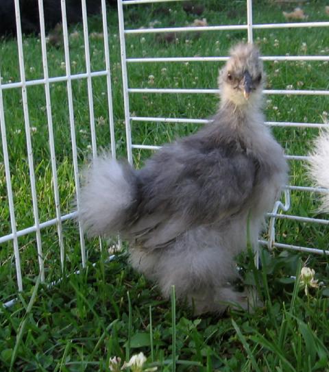15872_bluepullet2.jpg