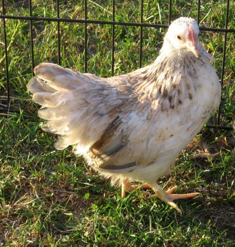 15872_chickens_011.jpg