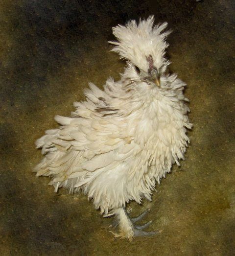 15872_chicks_016_edited-1.jpg