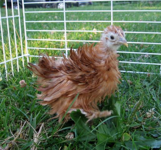 15872_redpullet.jpg