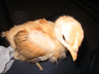 15874_img_4065.jpg