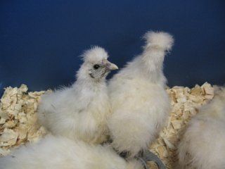 15874_silkie1.jpg