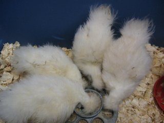 15874_silkie2.jpg