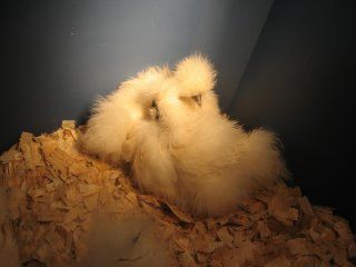 15874_silkie3.jpg