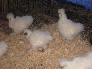 15874_silkies1.jpg