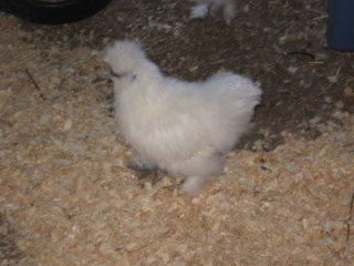 15874_silkies4.jpg