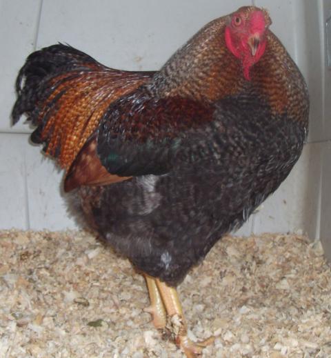 15879_020.jpg