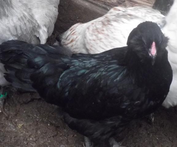 15879_blackpullet.jpg