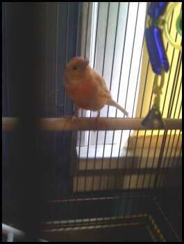 15879_canary.jpeg