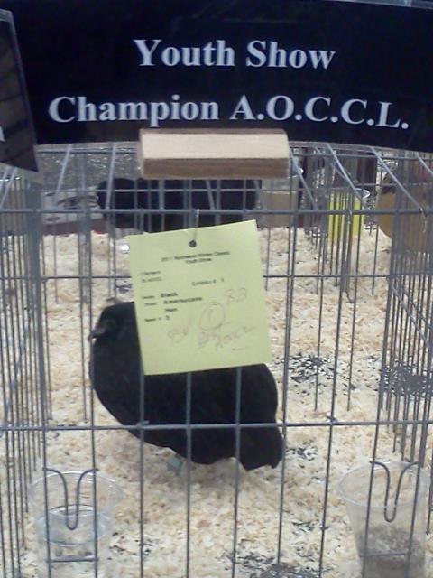 15879_championaoccl.jpg