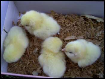 15879_chickssept20102.jpeg
