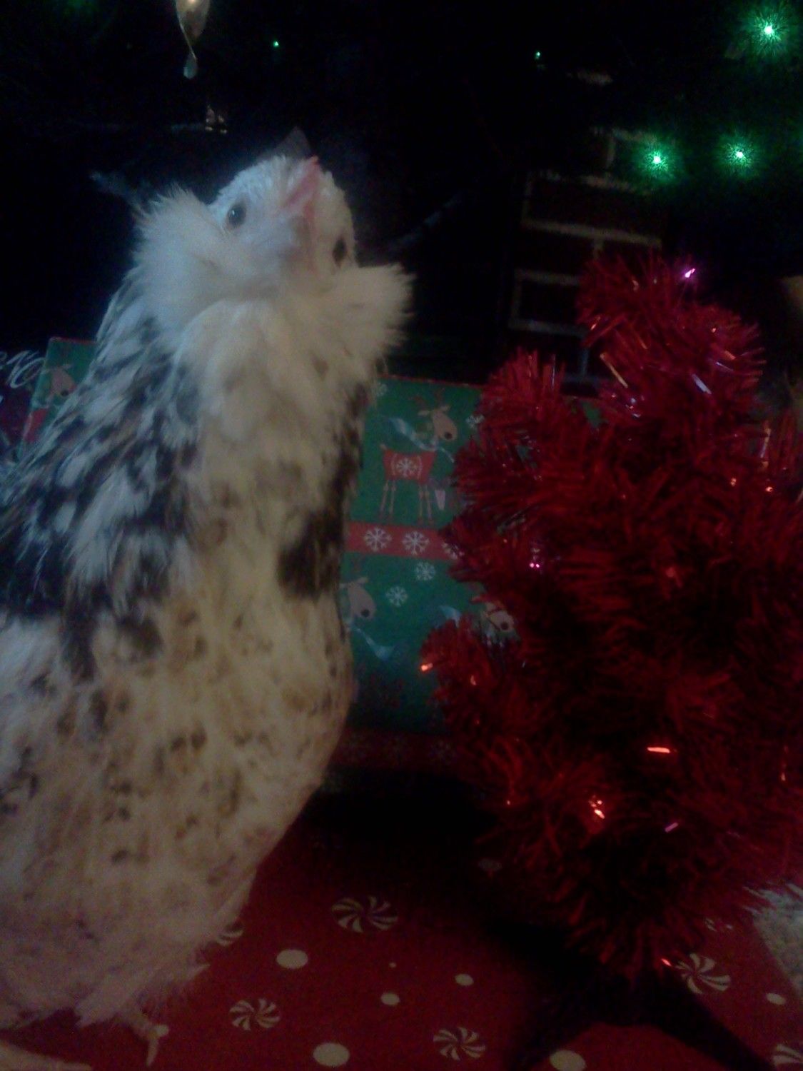 15879_mistychristmas.jpg