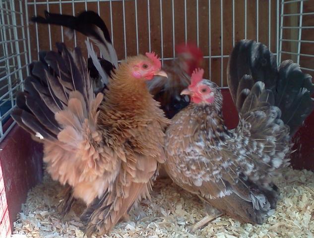 15879_pixiechickgirls.jpg