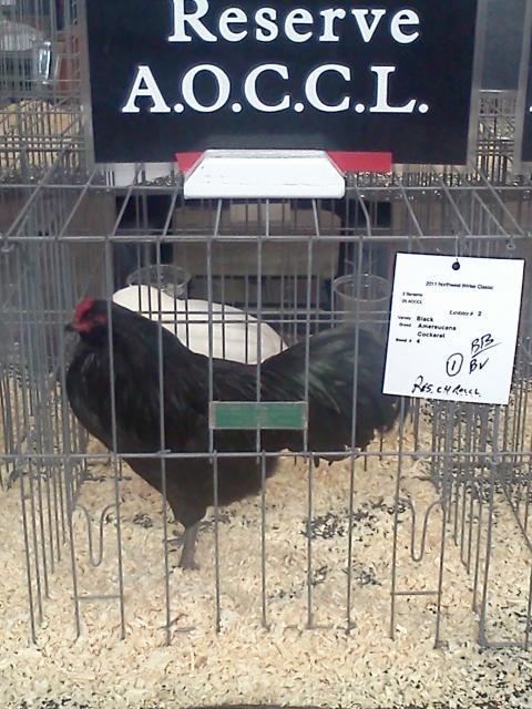 15879_reserveaocclcockerel20112.jpg