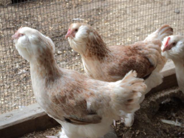 15879_sirbirdpullets.jpg