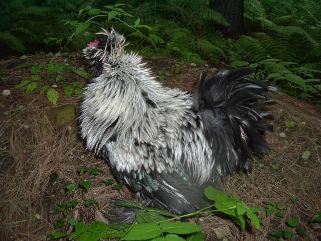 15886_my_chickens_606.jpg