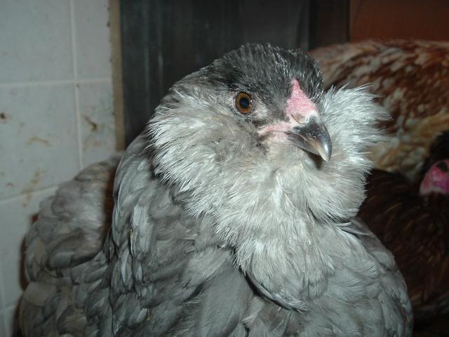 15886_my_chickens_662.jpg